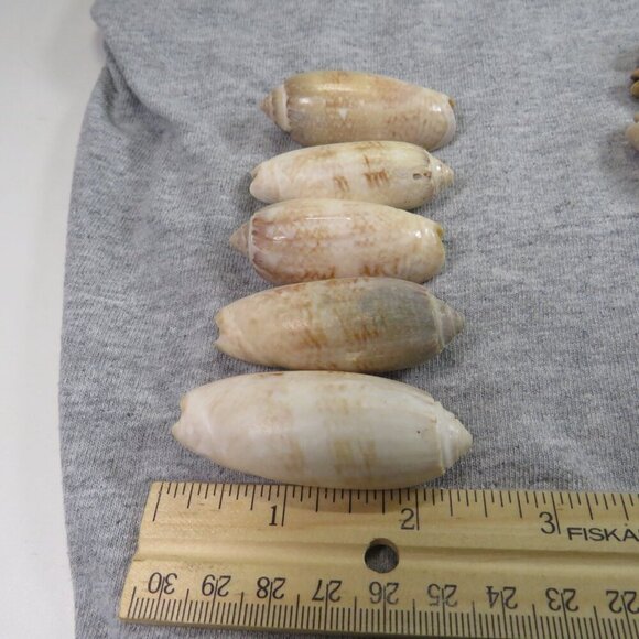 Oliva REAL sea shells (35+) not in mint condition - Picture 7 of 7